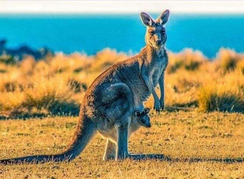 Tanie loty z Berlina do Australii.